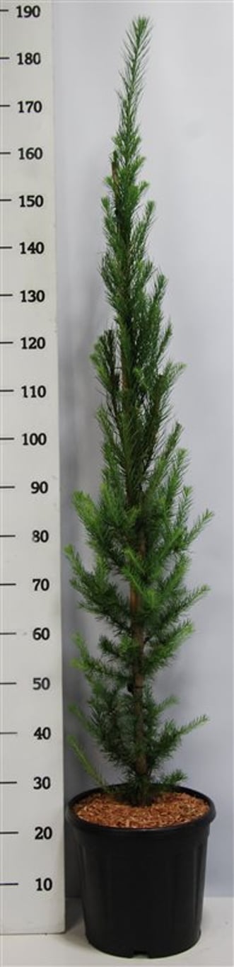 Larix kaempf. 'Jakobsen's Pyramid' - C12 150-175 CM